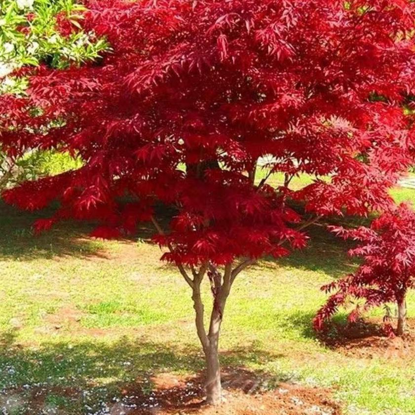 @༄皮ོྂཾ࿆༊࿆皮࿆ྂ࿐