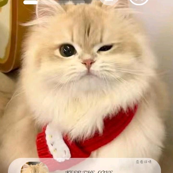 洛芙