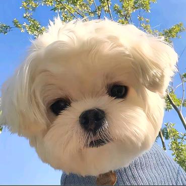 小米多多爱啦啦