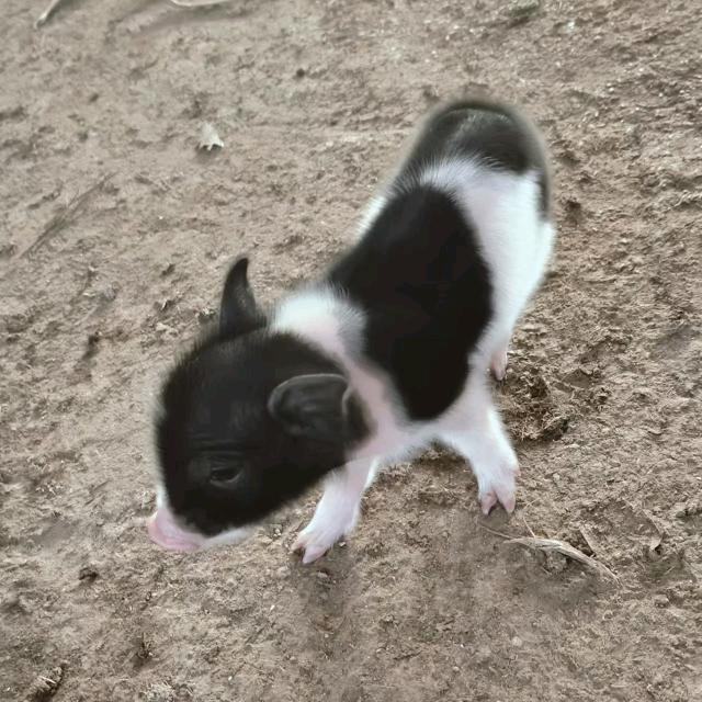 怀雄依佳生态家庭农场