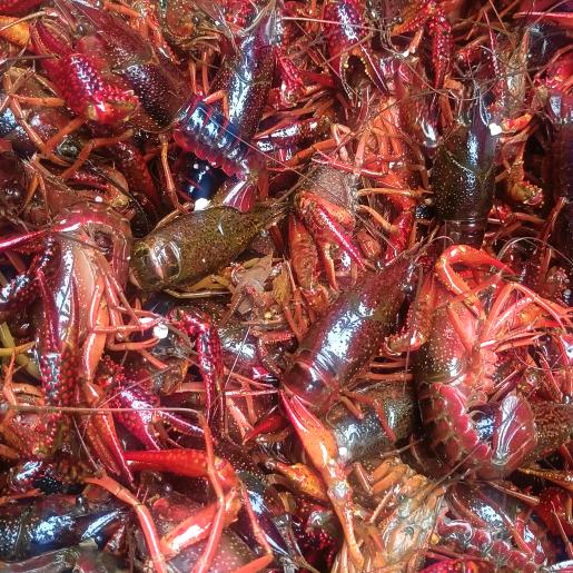 王二哥海鲜水产店带零售批发