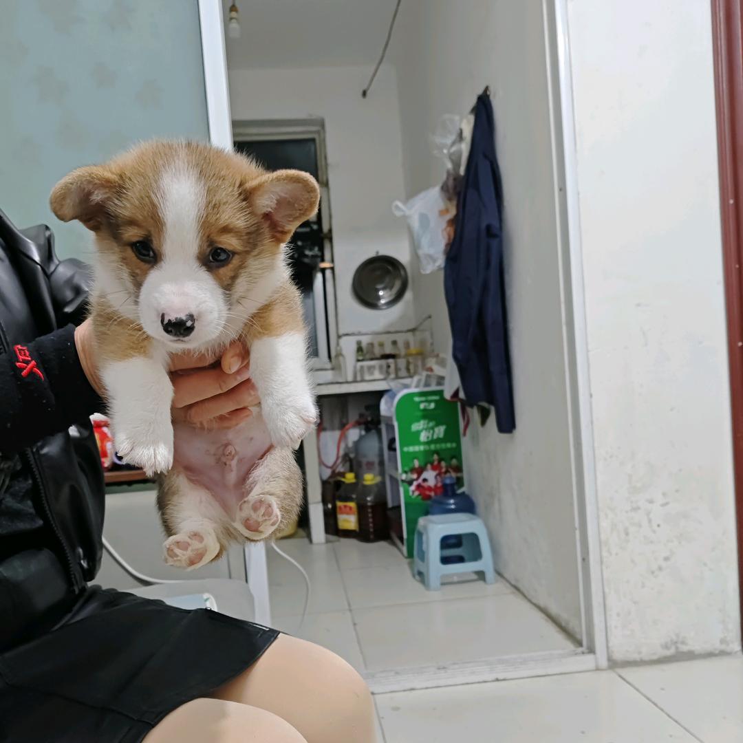 可乐是个笨边牧