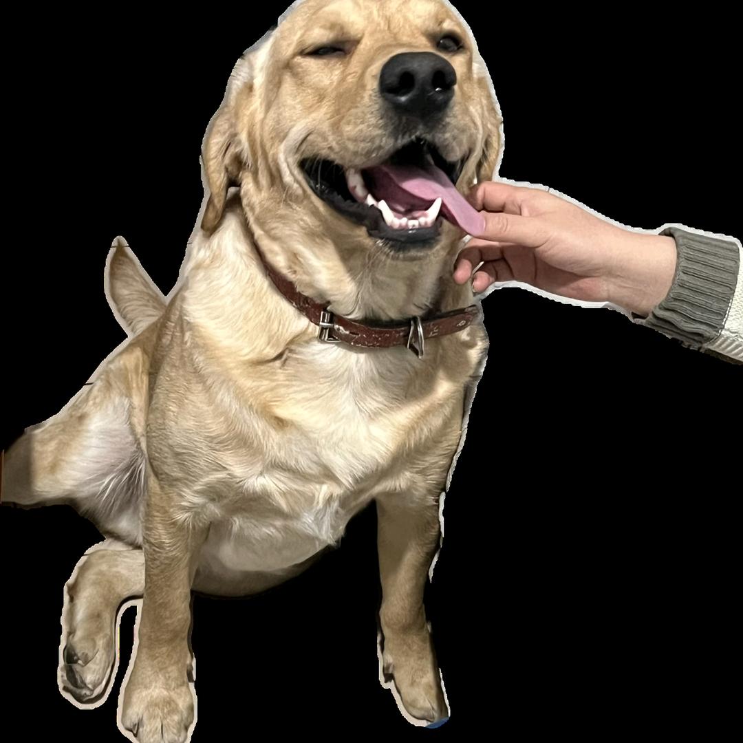 阿猫阿狗零食店