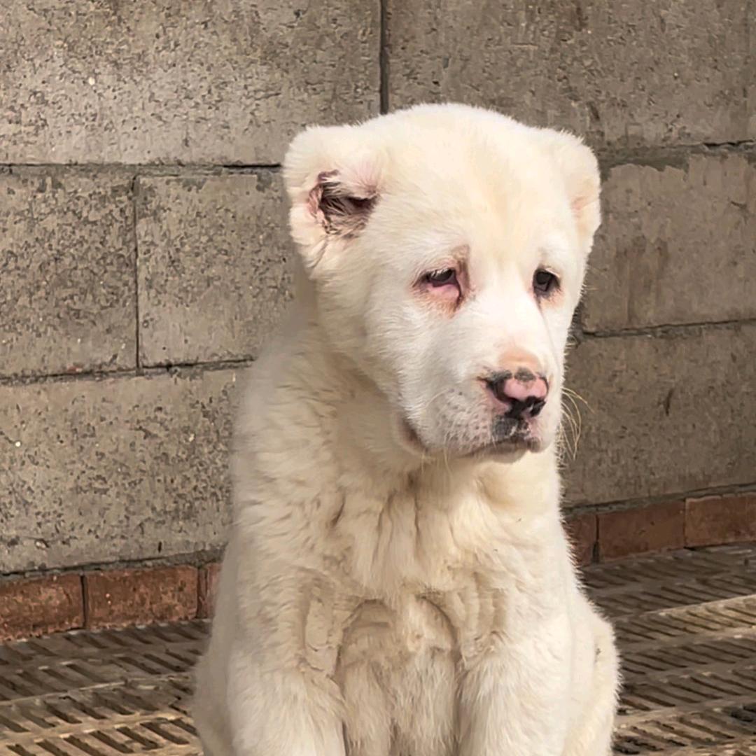 中亚牧羊犬