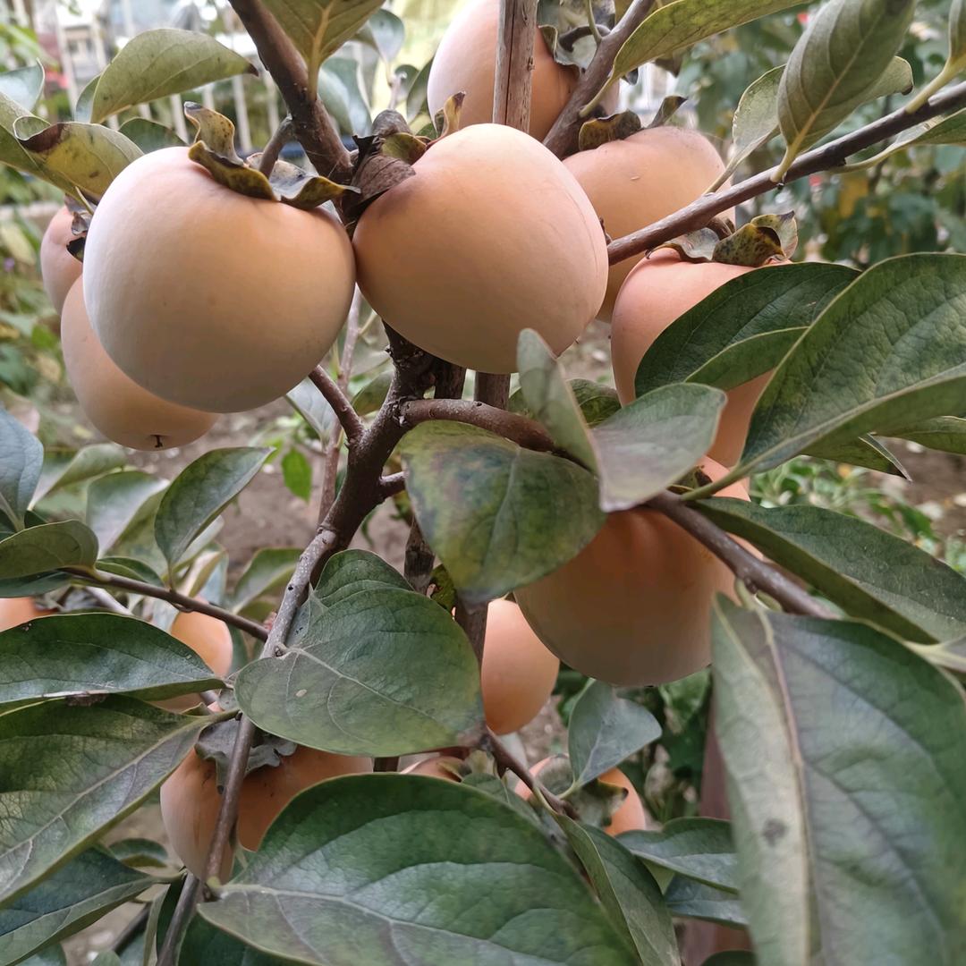 快乐一生|9730302