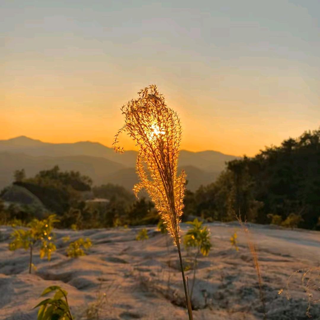 半夏微凉