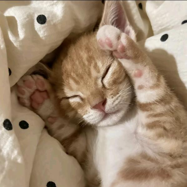 猫爪