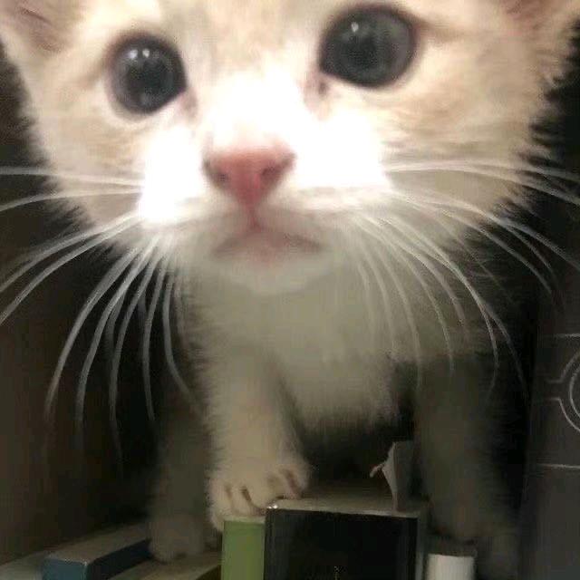 禾苏苏