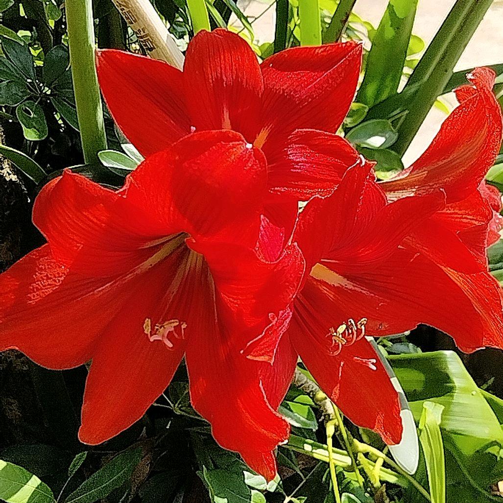 平安吉祥