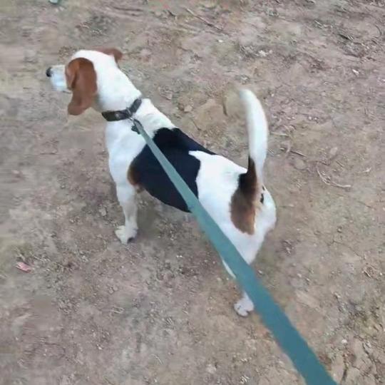 户外训犬虎哥（名犬训练基地）