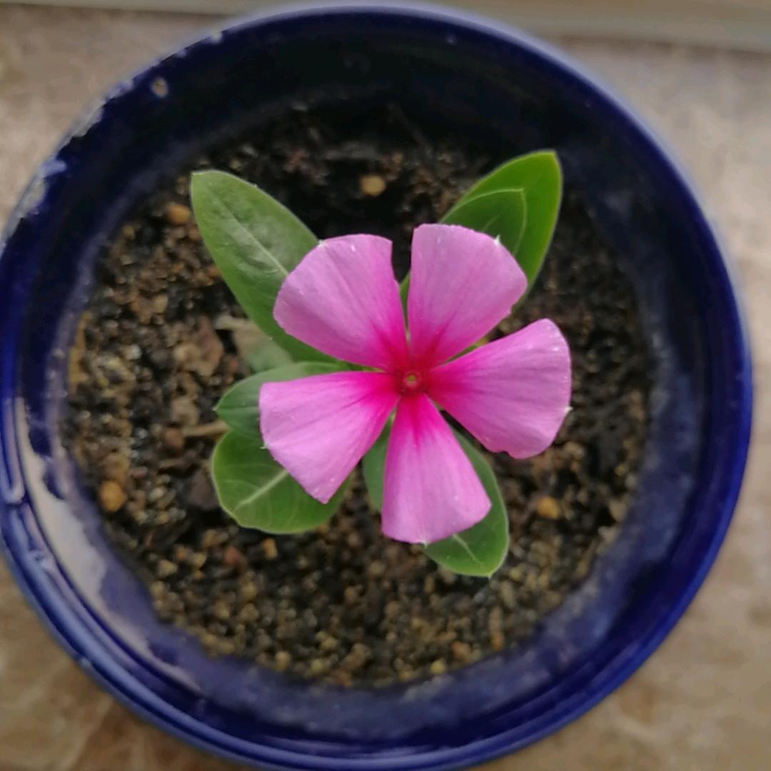 水花兰