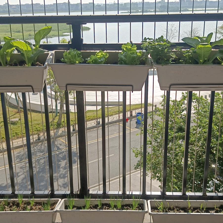 阳台的小菜园
