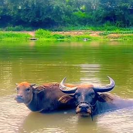 牛12🐮