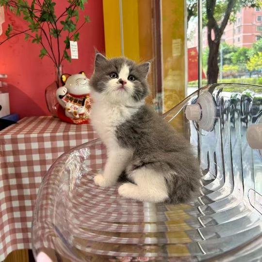 玄猫如墨