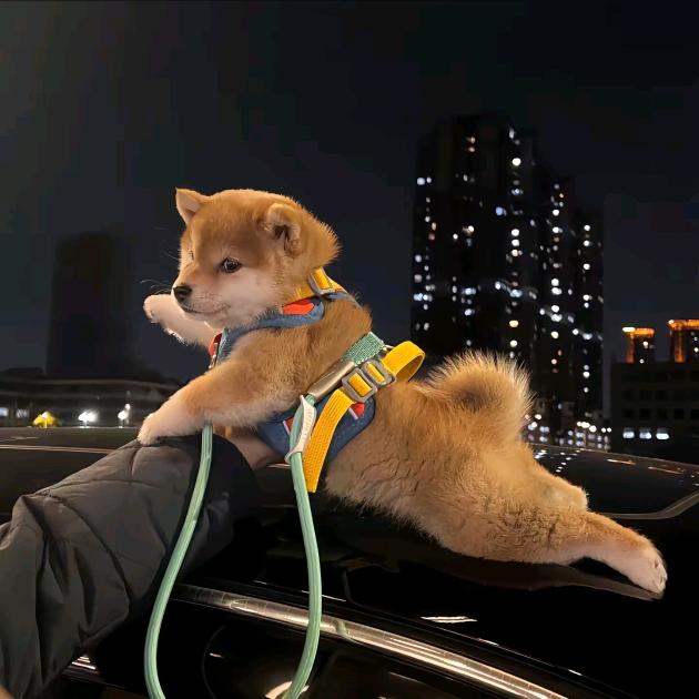 小小宠物猫-小马