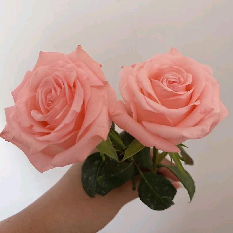 小鲜生羊货院子