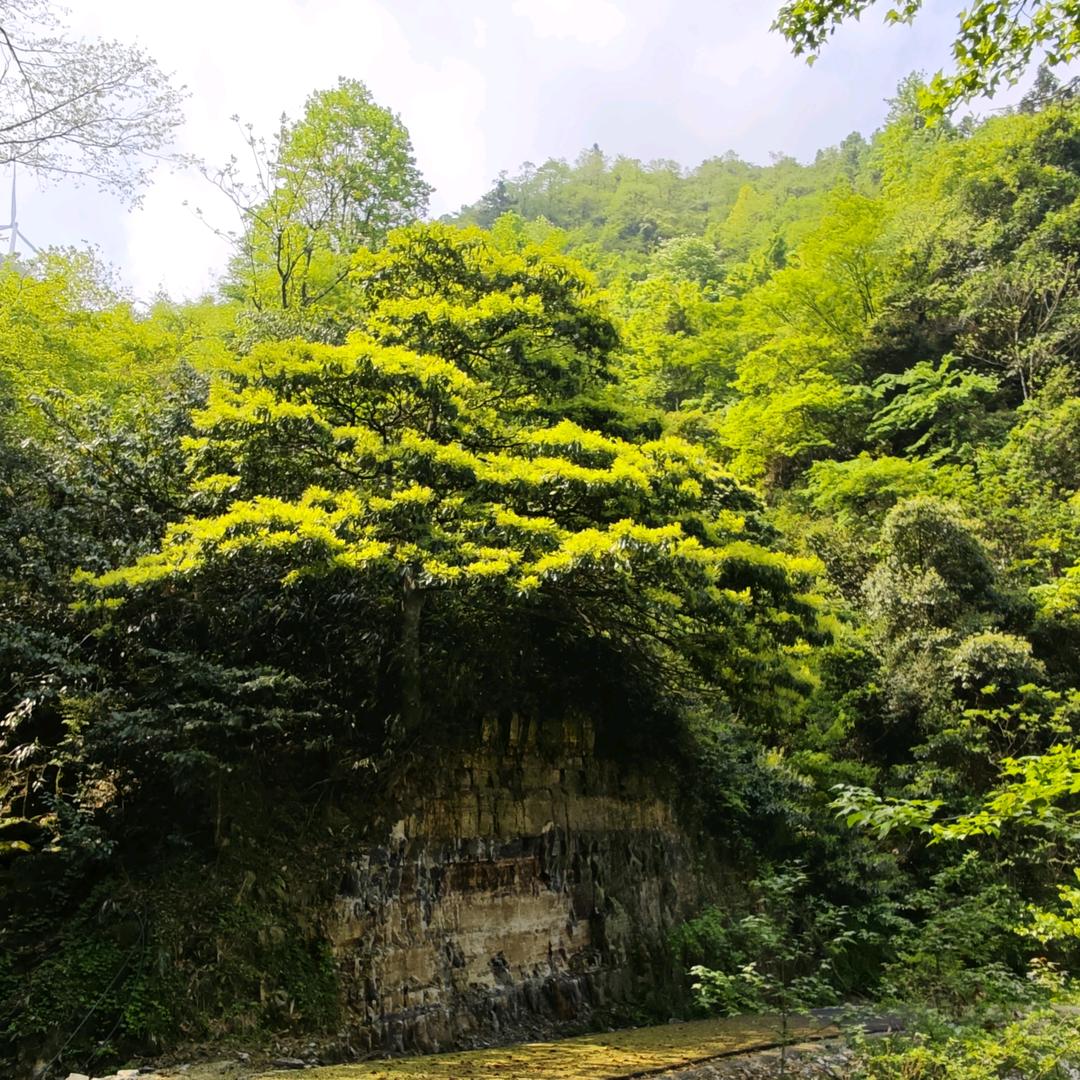 醉美西晃山