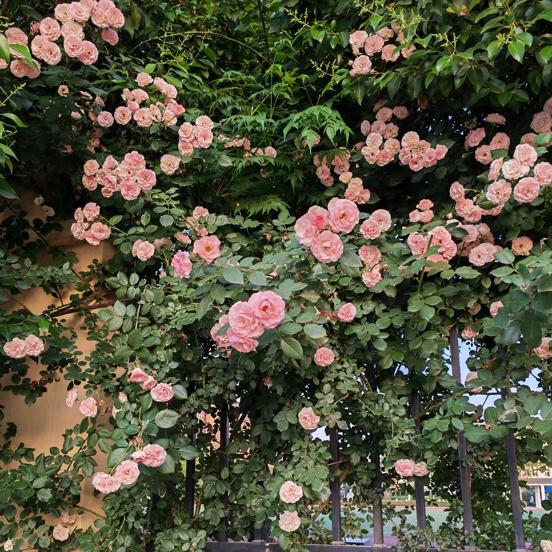 ❤️小幸运❤️