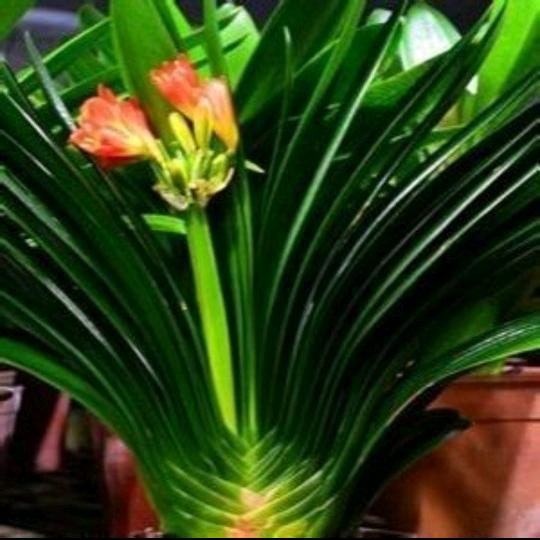 长春黑筋玉君子兰种植基地