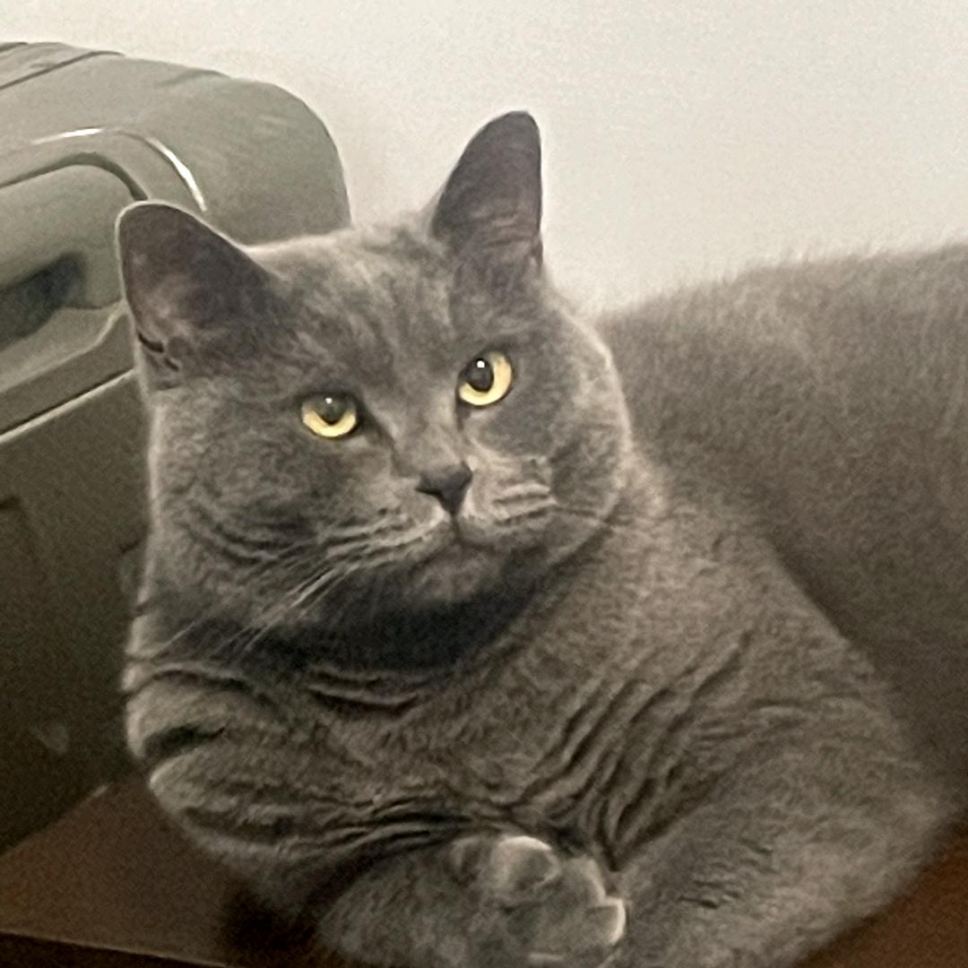 灰扑扑的铲屎官🐱