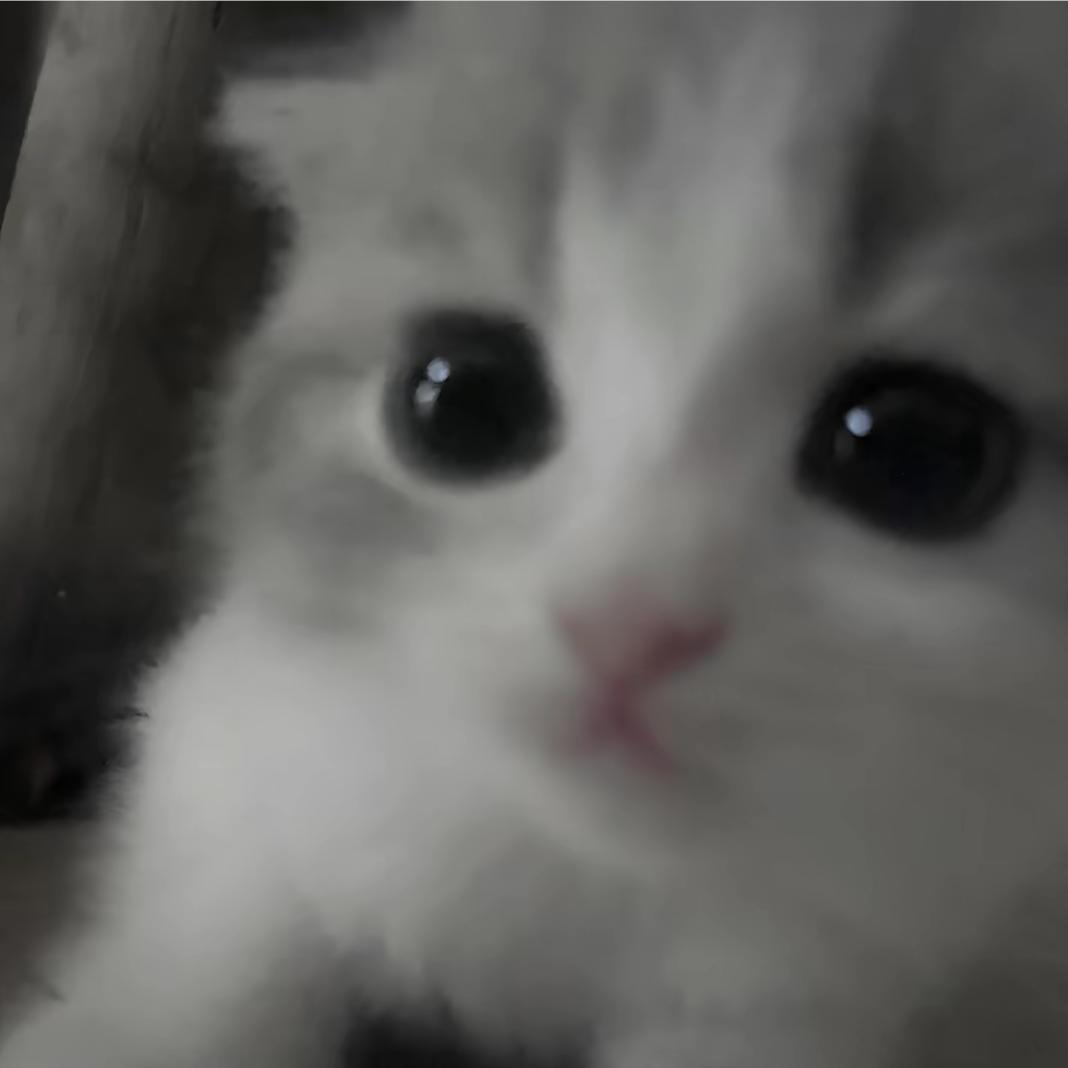 养只猫叫阿粲头像