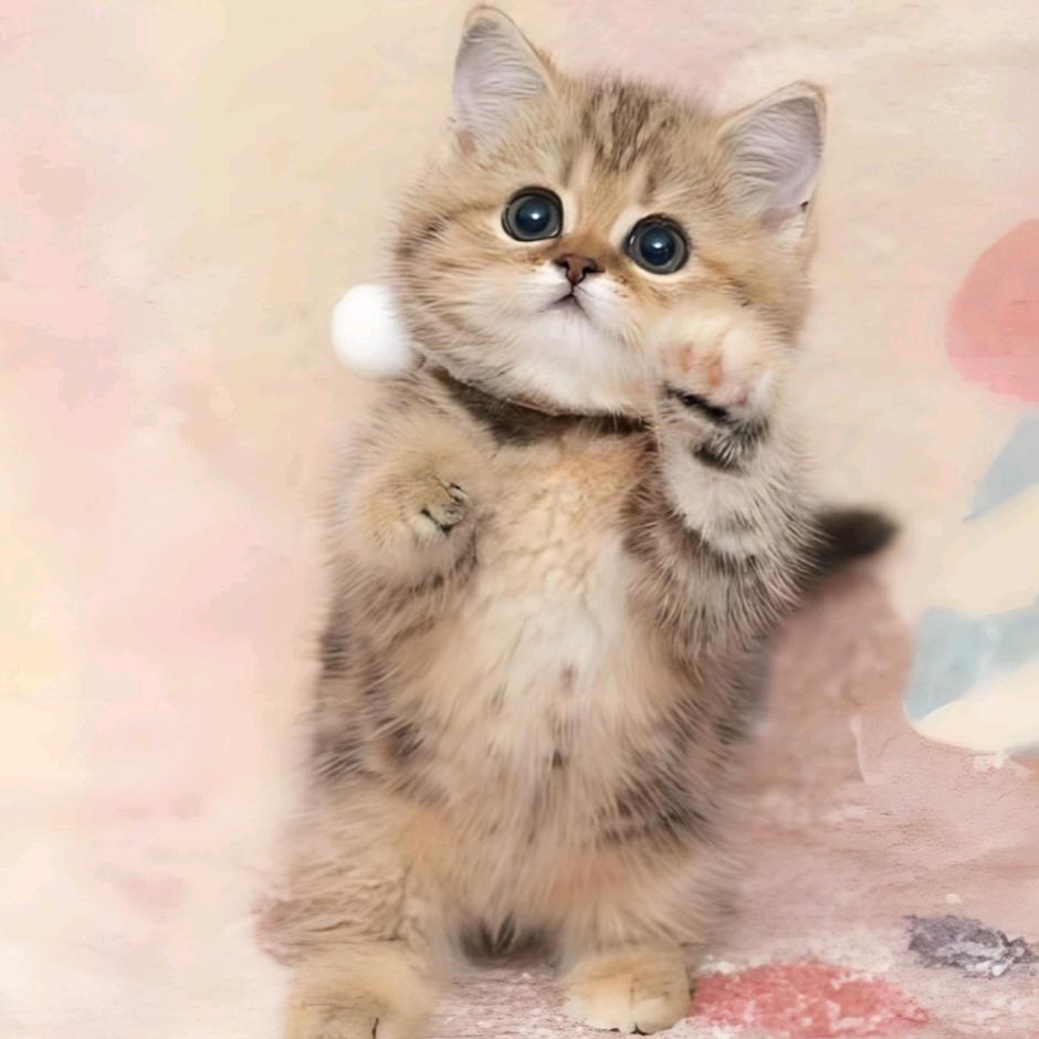 菠萝猫猫