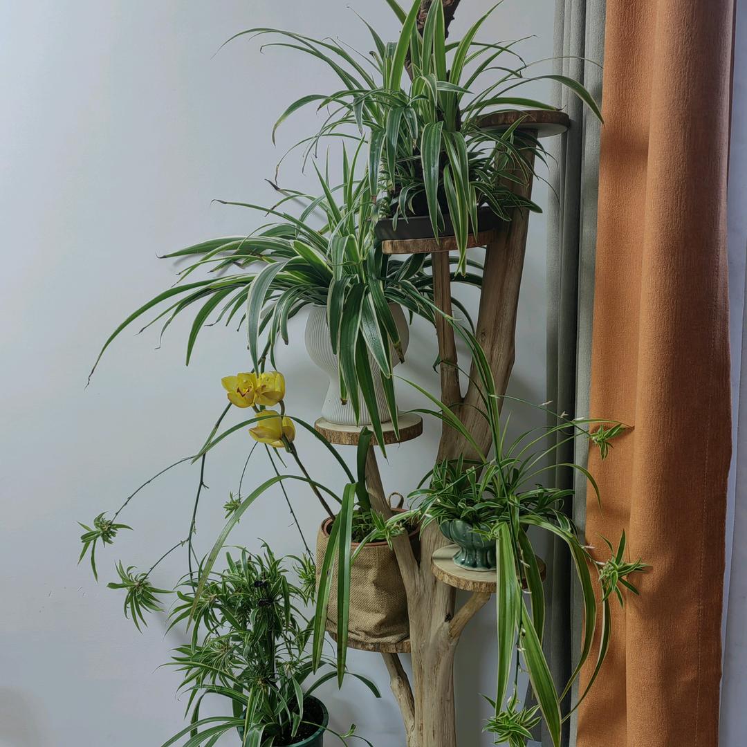 羊洋洋