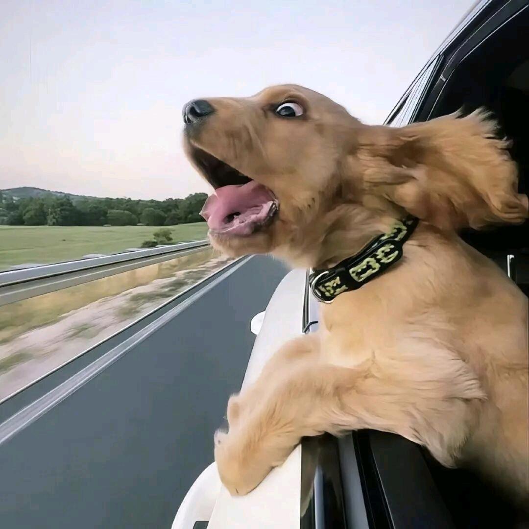 金诚宏途💰袋子  二手车批发