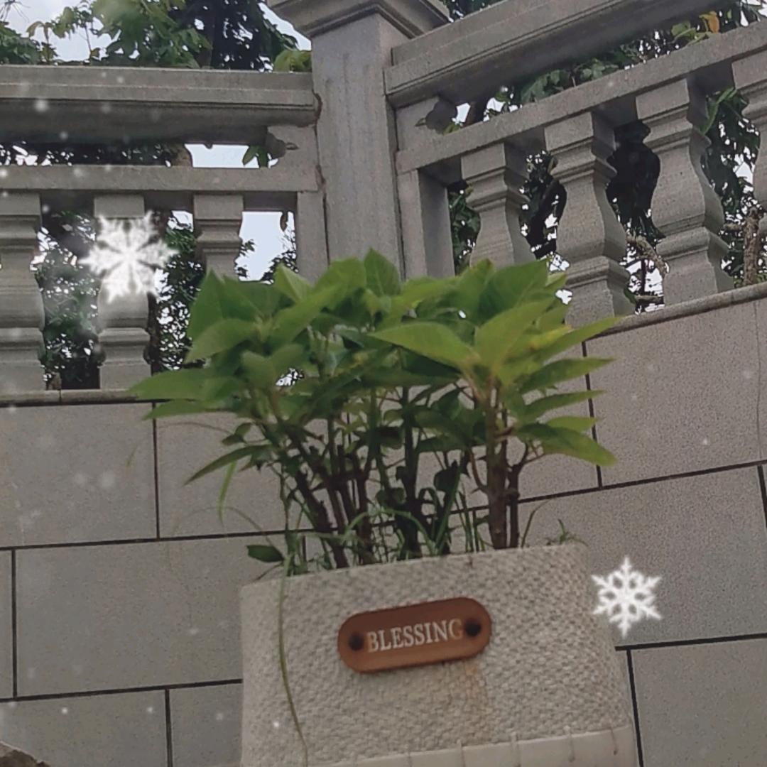林…