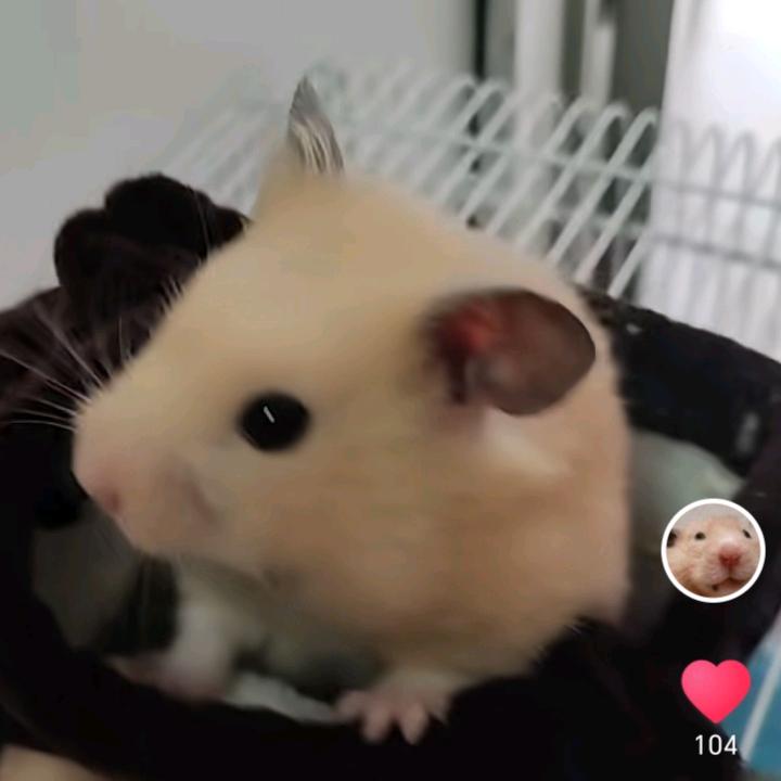 吃货鼠