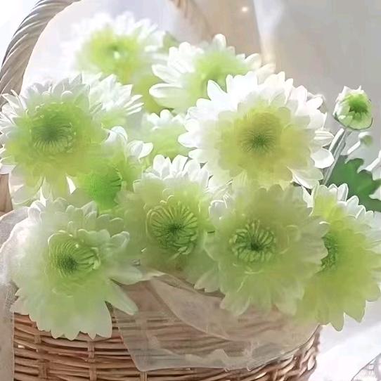 春暖花开🌸