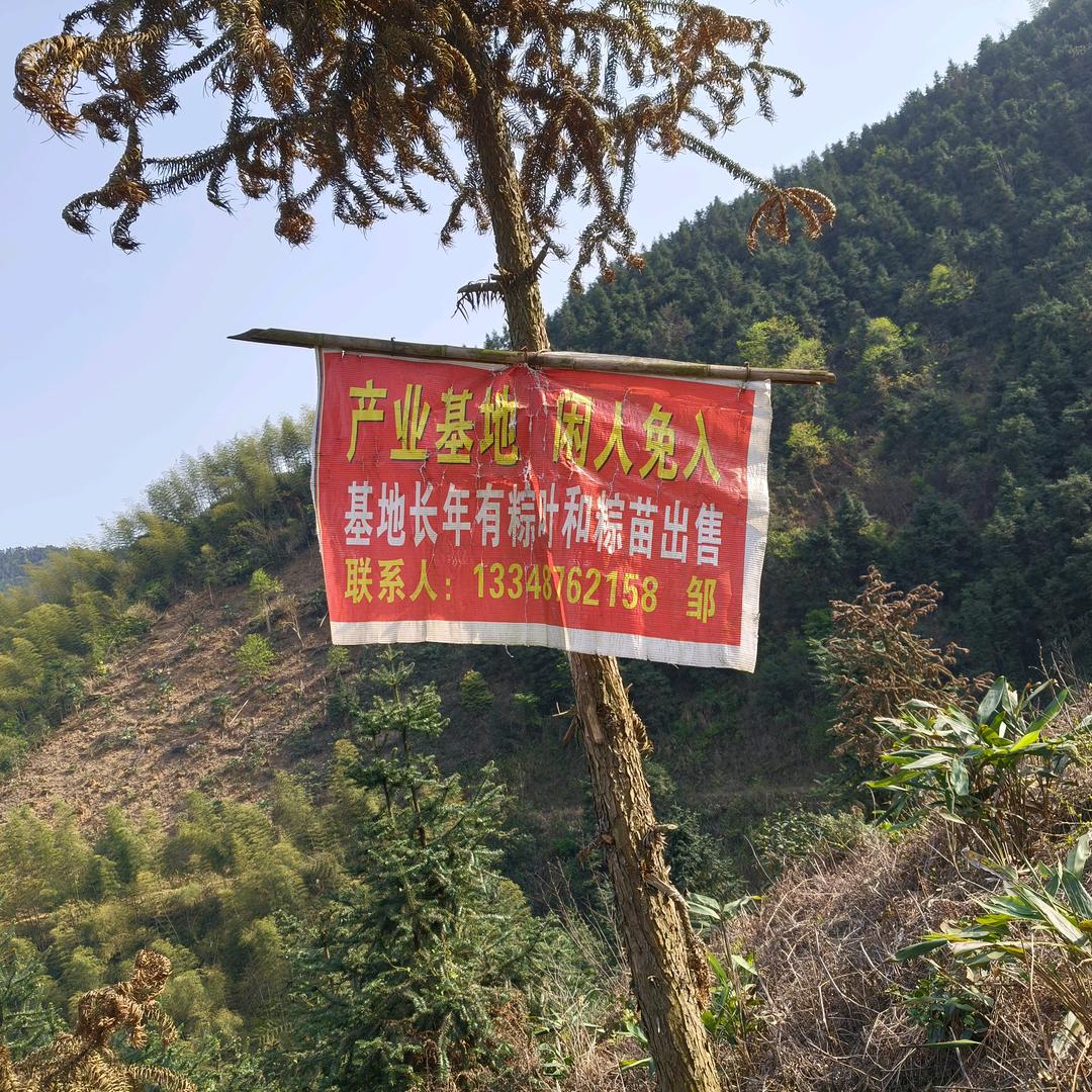 小邹~蓝山粽叶种植