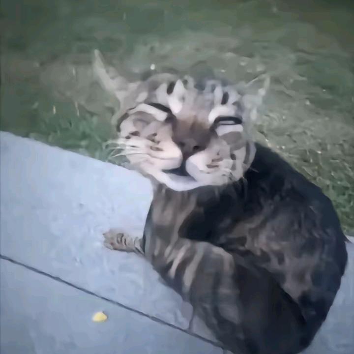 香菜凤仁鸡