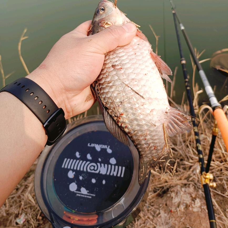 《鱼讯情报站》🐉小周