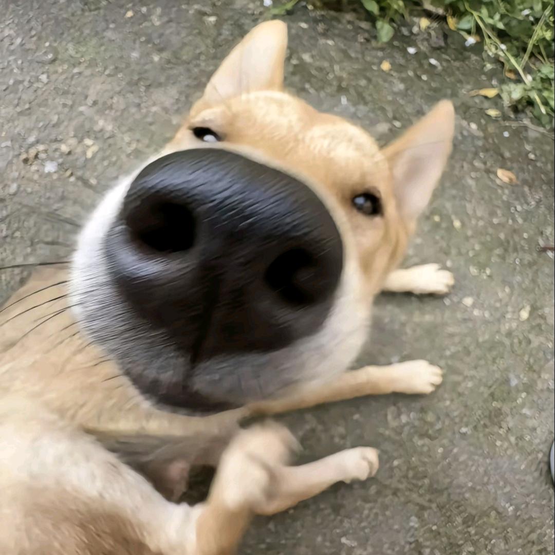 忧郁的瓦香鸡🏸