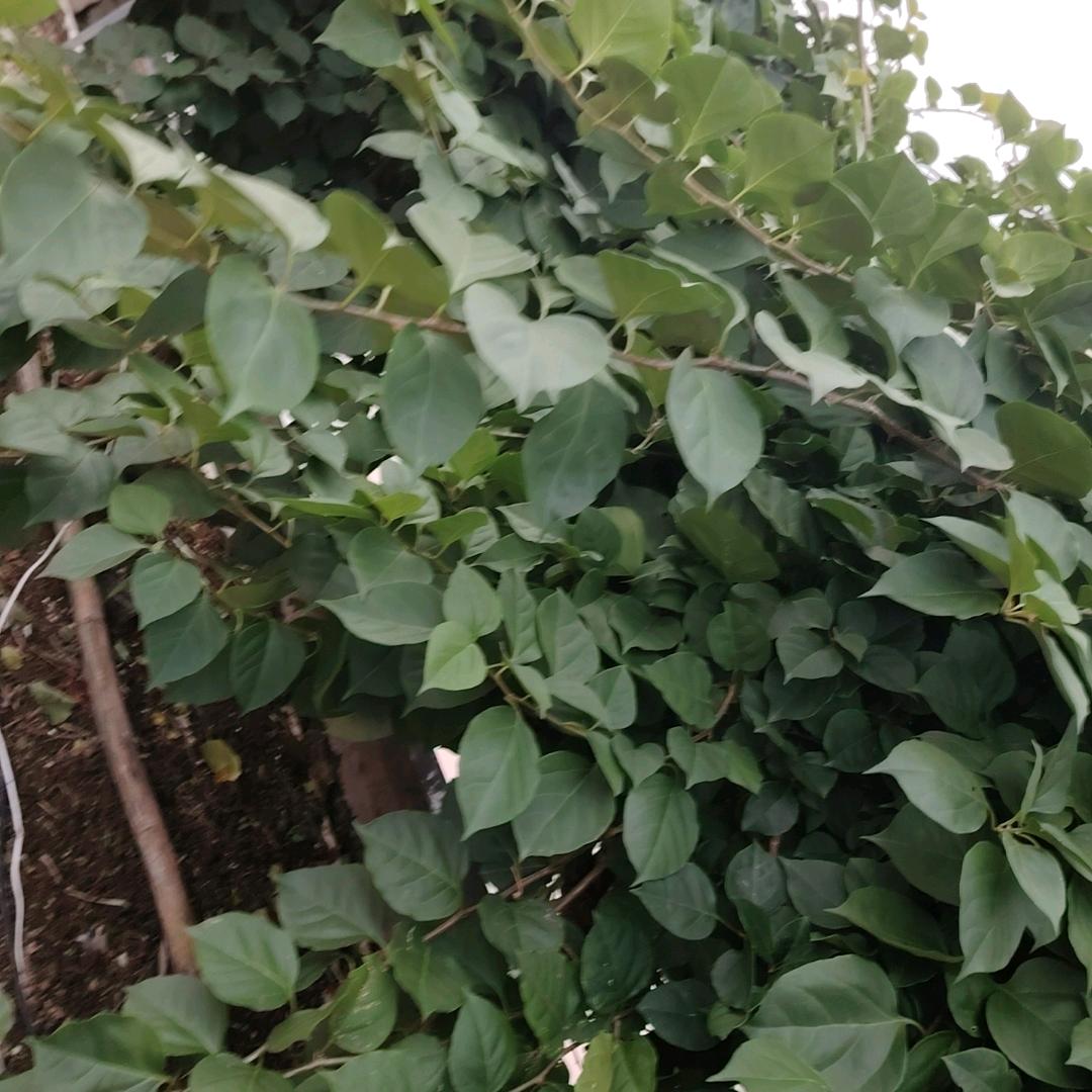 🌿余生安好🍒