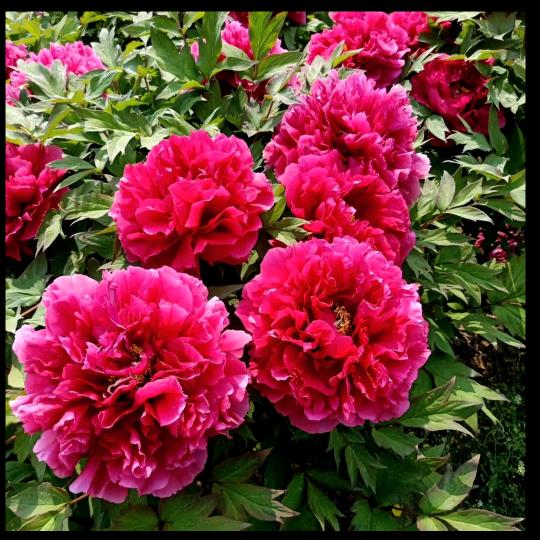 菏泽小丽牡丹芍药鲜切花基地
