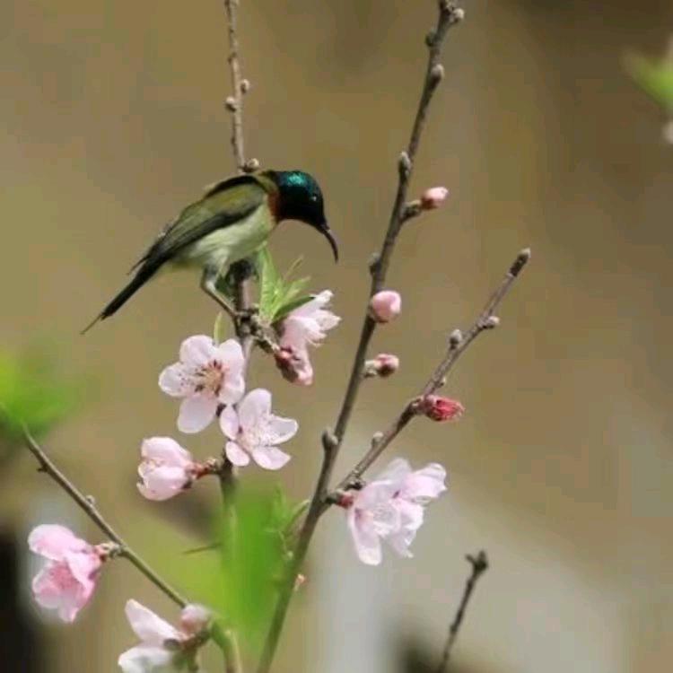春天花会开