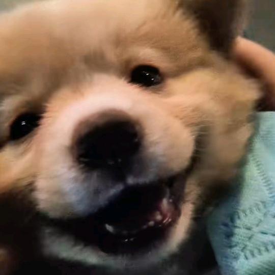 面条鲜