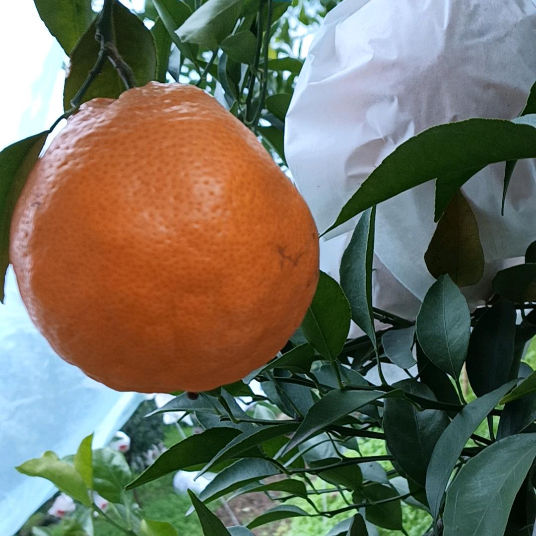 老白