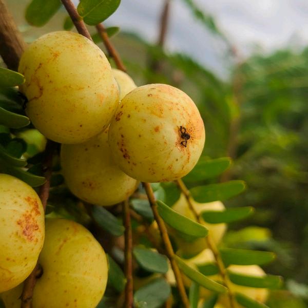呷好味美食特产