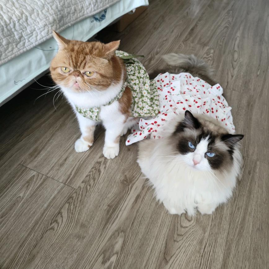 揉揉宝宝菲菲宝宝猪猪宝宝