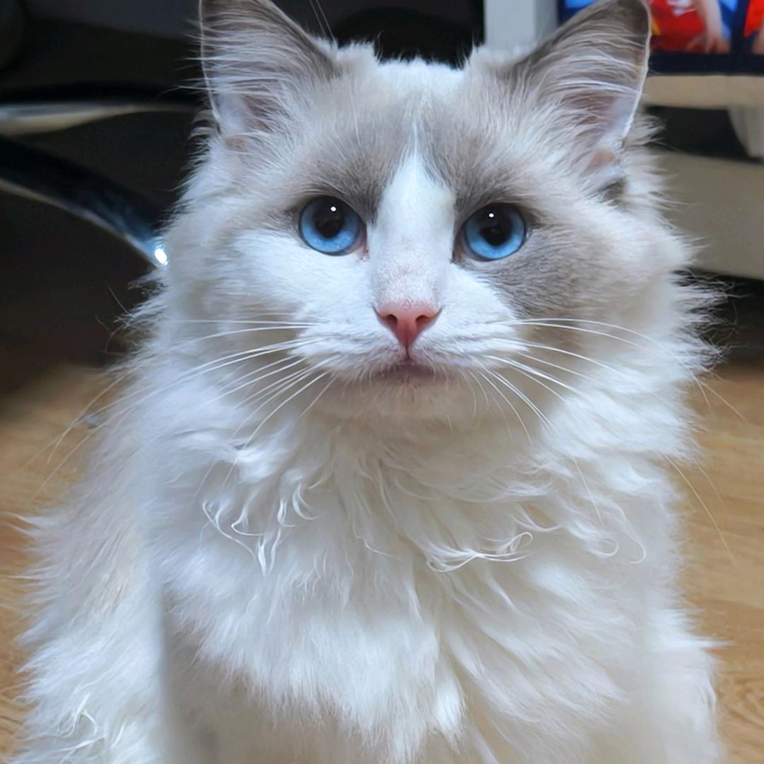 小雪睡不醒