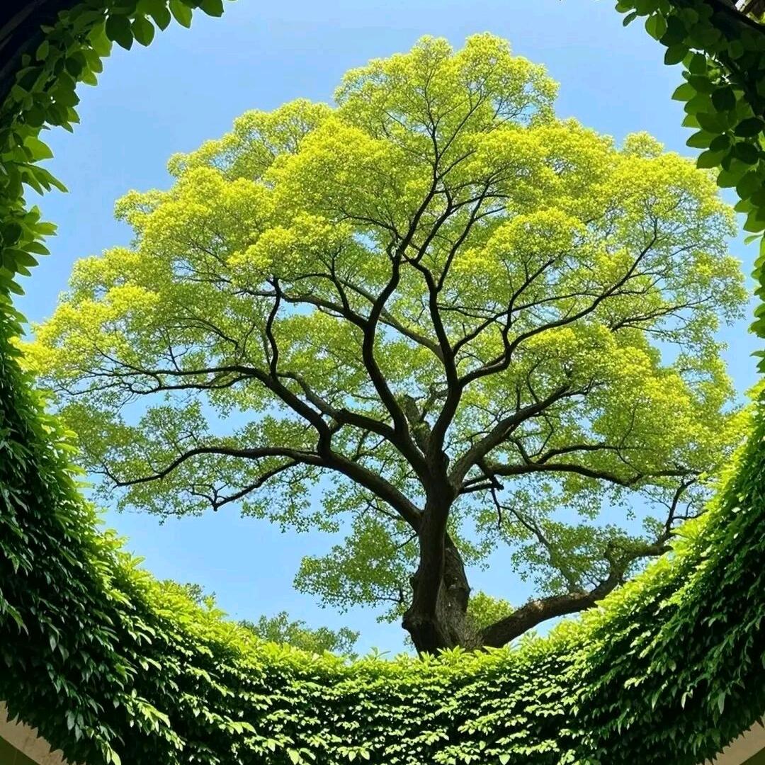 琉璃仙子