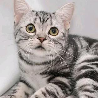 老猫