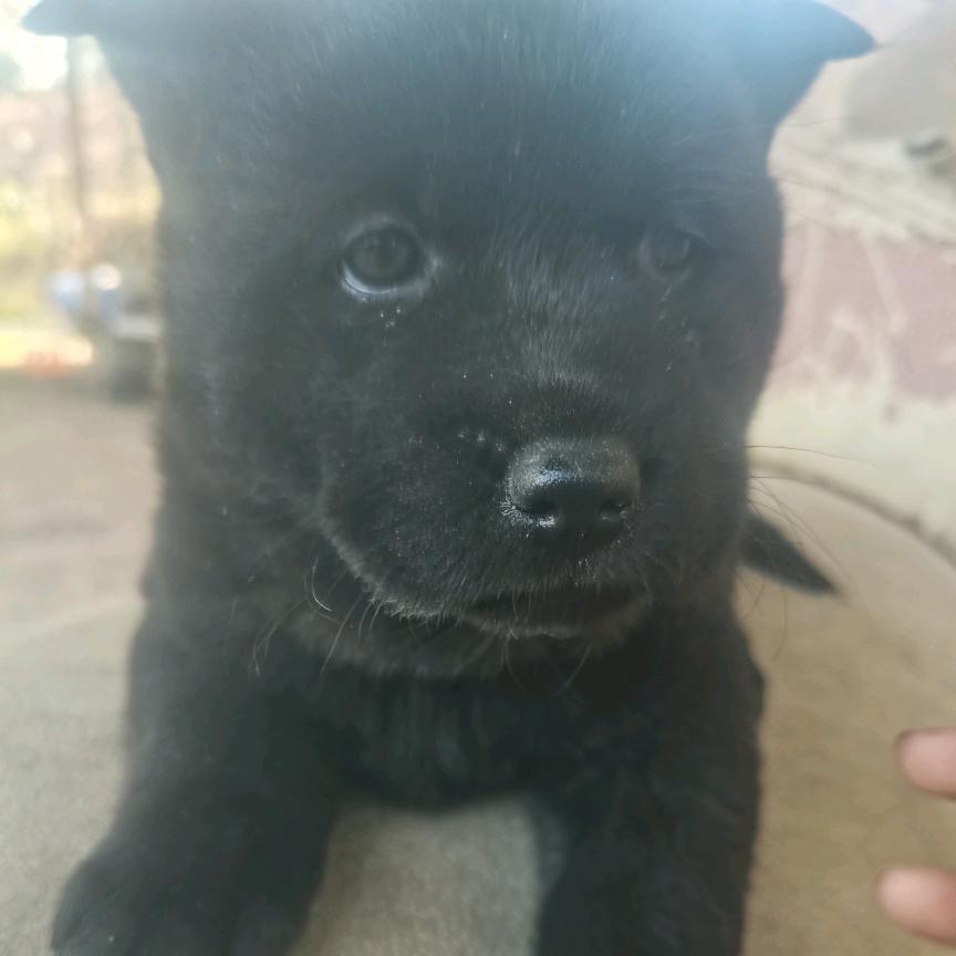 河源长期收狗仔