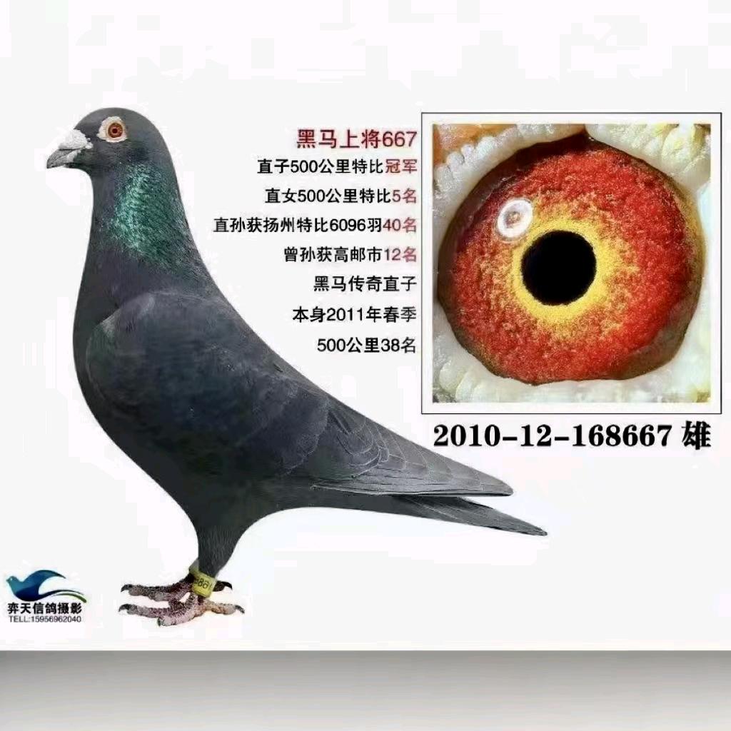 坚强鸽