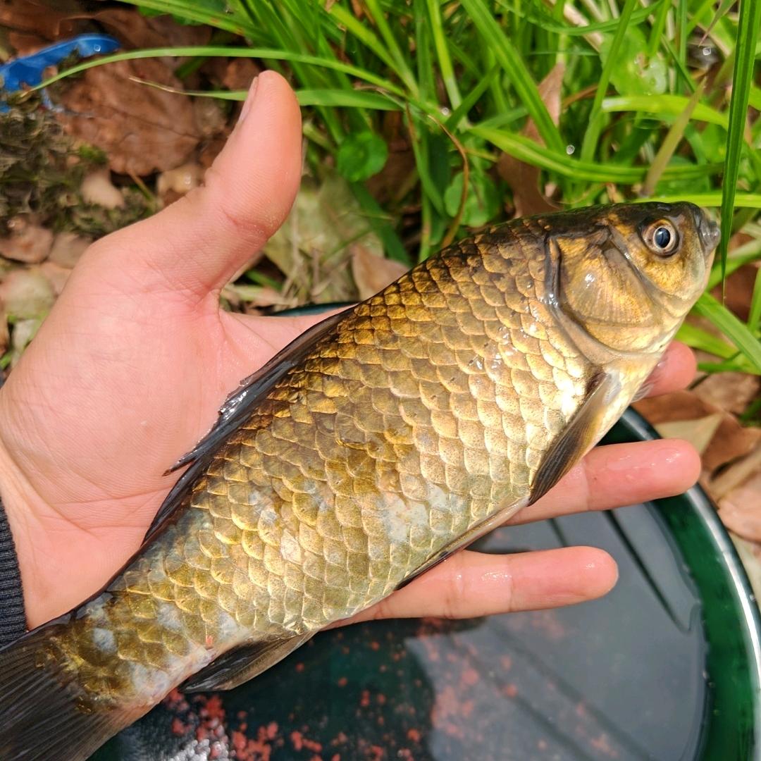 钓鱼是怎样炼成的🎣