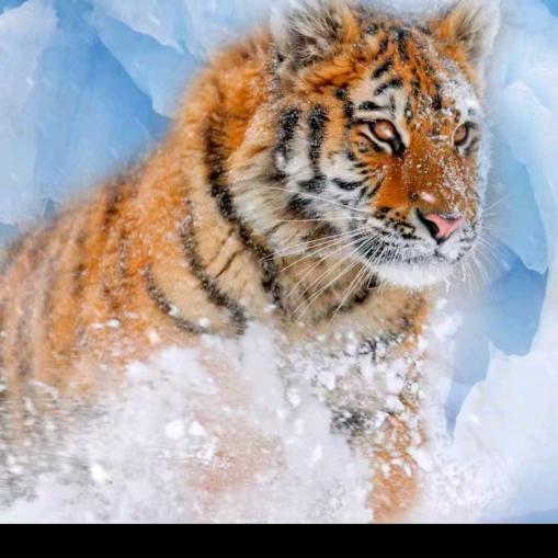 ✨辉⚡️🔥✨哥⚡️