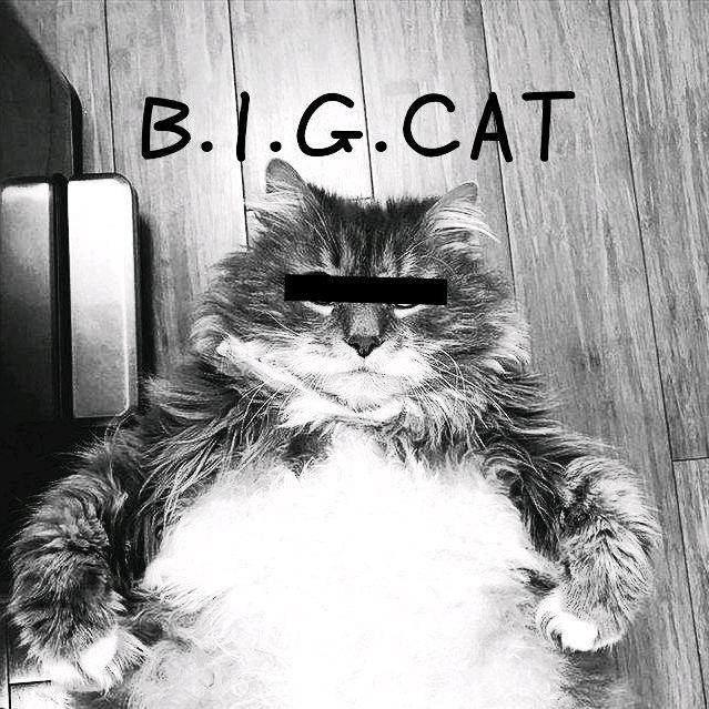 BIGCat肥猫